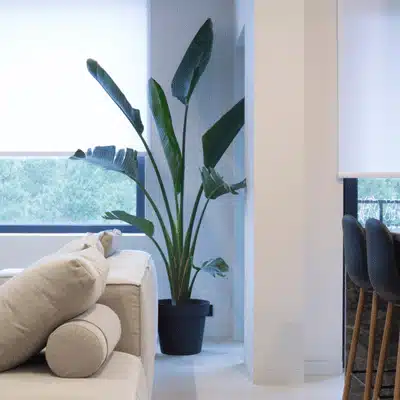 Minimalist living room with roller shades diffusing daylight, sofa and plant creating calm atmosphere indoors